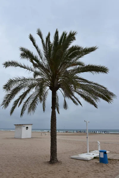 Hermosa Palmera Verde Fondo Del Cielo — Foto de Stock