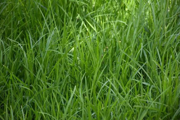 Grüner Hintergrund Und Textur Und Gras Und Blätter — Stockfoto