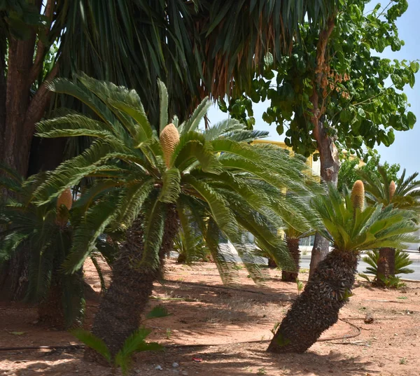 Beautiful Green Palm Tree Sky Background — Stock Photo, Image