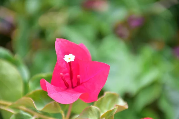 Grande Bela Flor Rosa Close — Fotografia de Stock