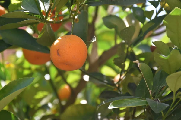 Ripe Orange Fruits Tree — Stock Photo, Image