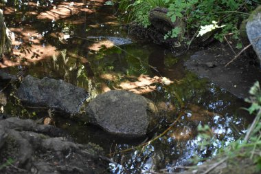 Yaprak ve ağaçların güzel yeşil arkaplanı,