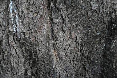 güzel ahşap arkaplan ve doku