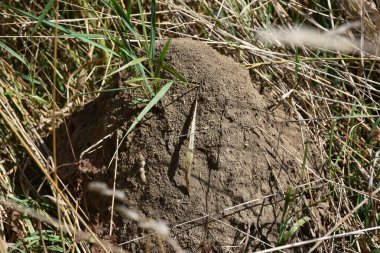 güzel ahşap arkaplan ve doku