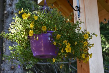 Manzaranın arka planında güzel çiçekler,