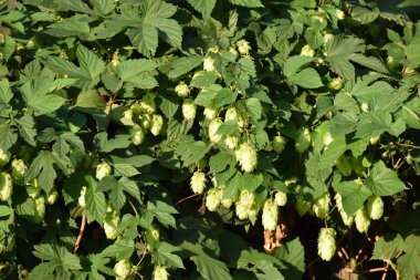 güzel yeşil renkli yaprakları