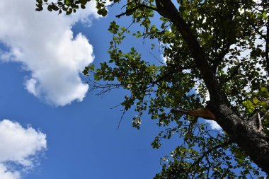 Beyaz bulutlar ve mavi gökyüzü