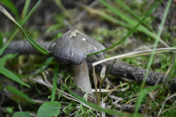 Funghi Nel Bosco Nel Terreno — Foto Stock