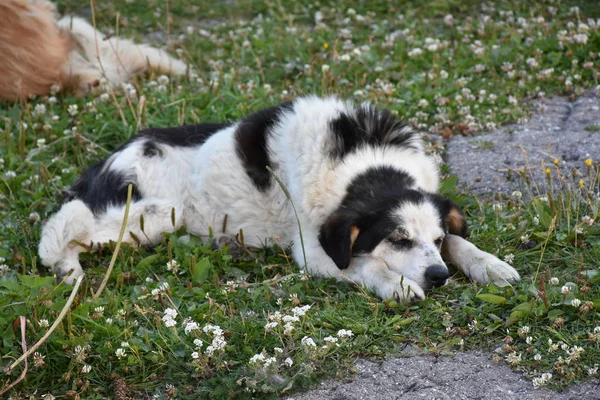Svart Hund Gräset — Stockfoto