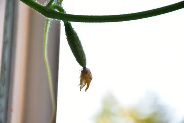 Green Small Cucumber Branch — Stok fotoğraf