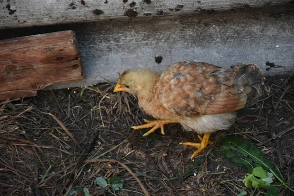 Kleine Kippen Boerderij — Stockfoto