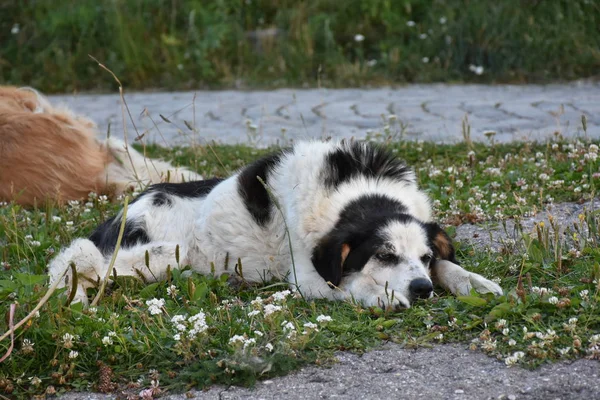 Svart Hund Gräset — Stockfoto