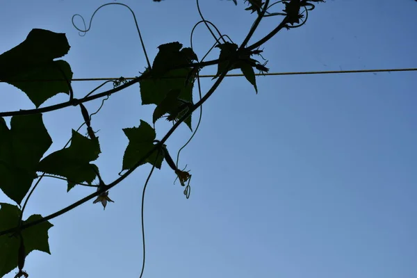 Green Small Cucumber Branch — ストック写真