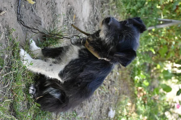 Chien Noir Sur Herbe — Photo