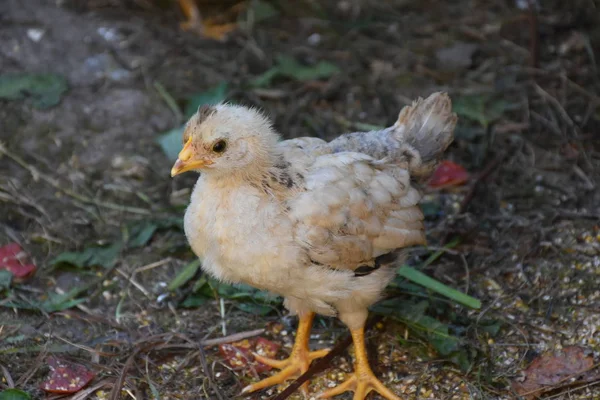 Маленькие Цыплята Ферме — стоковое фото