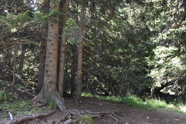 Schöner Grüner Hintergrund Aus Blättern Und Bäumen — Stockfoto