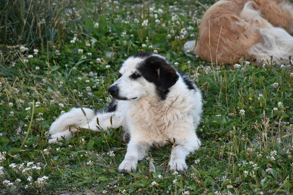 Schwarzer Hund Auf Dem Gras — Stockfoto