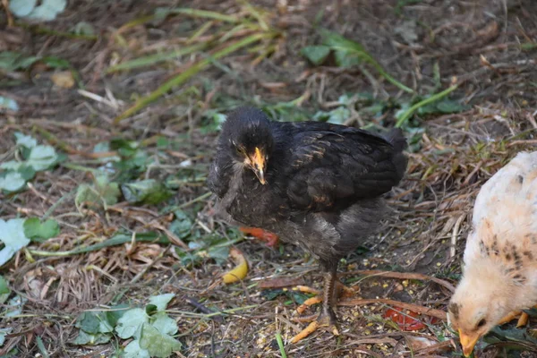 Petits Poulets Ferme — Photo