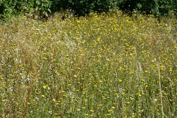 Prachtige Groene Achtergrond Van Bladeren — Stockfoto