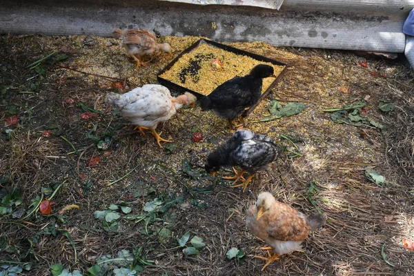 Kleine Kippen Boerderij — Stockfoto