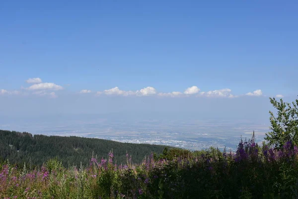 Beautiful Landscape Green Plants Mountains — 스톡 사진