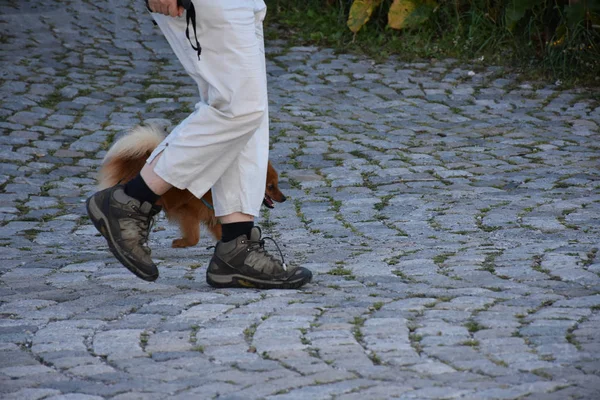 Nogi Mężczyzny Psa Spacerujące Wzdłuż Drogi — Zdjęcie stockowe