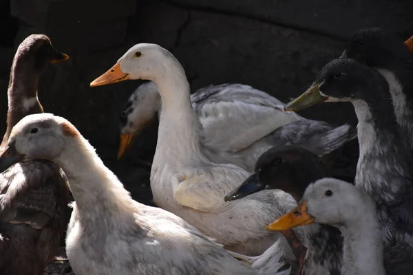 Gansos Patos Exploração — Fotografia de Stock