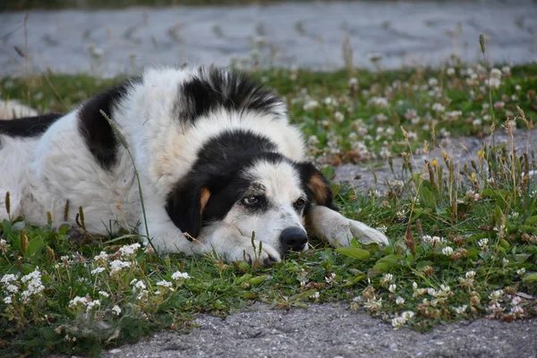 Svart Hund Gräset — Stockfoto