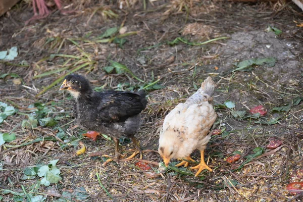 Kleine Kippen Boerderij — Stockfoto