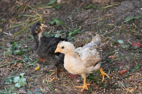 Kleine Kippen Boerderij — Stockfoto