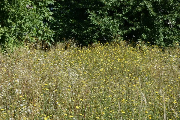 Prachtige Groene Achtergrond Van Bladeren — Stockfoto