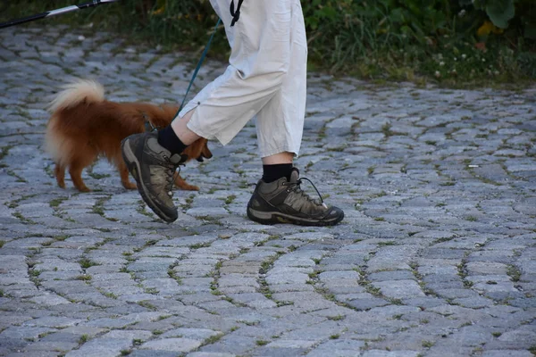 Ben Man Och Hund Längs Vägen — Stockfoto