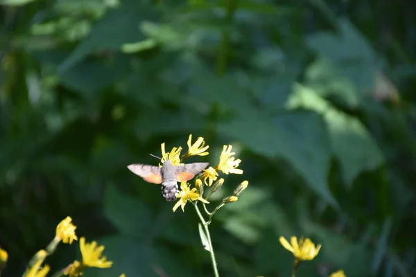 Insecte Sur Une Fleur Dans Prairie — Photo