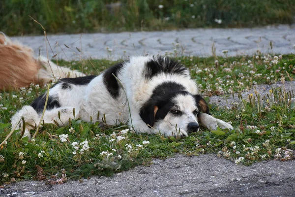 Svart Hund Gräset — Stockfoto