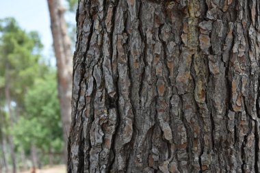 güzel ahşap arkaplan ve doku