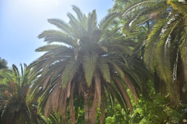 Gökyüzü arka planında güzel yeşil palmiye ağacı