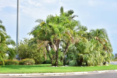 Gökyüzü arka planında güzel yeşil palmiye ağacı