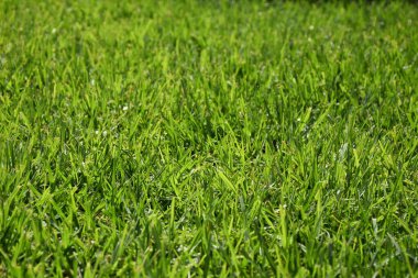 güzel yeşil arkaplan ve çimen ve bitki