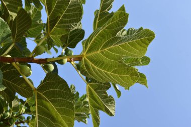 bir dalda yeşil incir meyveleri