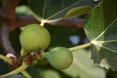 bir dalda yeşil incir meyveleri