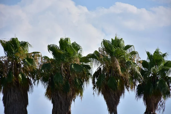 Bela Palmeira Verde Fundo Céu — Fotografia de Stock