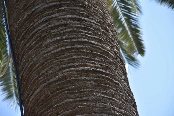 Bela Palmeira Verde Fundo Céu — Fotografia de Stock