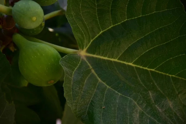 Figues Vertes Sur Une Branche — Photo