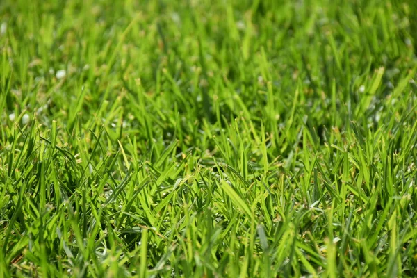 Bellissimo Sfondo Verde Erba Pianta — Foto Stock