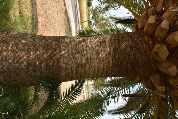 Árbol Contra Cielo —  Fotos de Stock