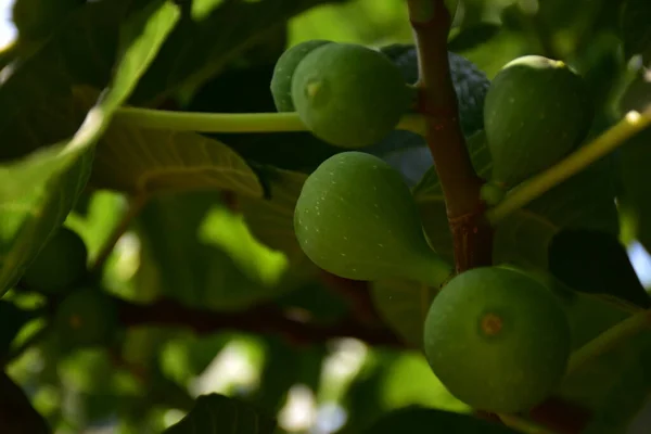 Green Fig Fruits Branch — Stock Photo, Image