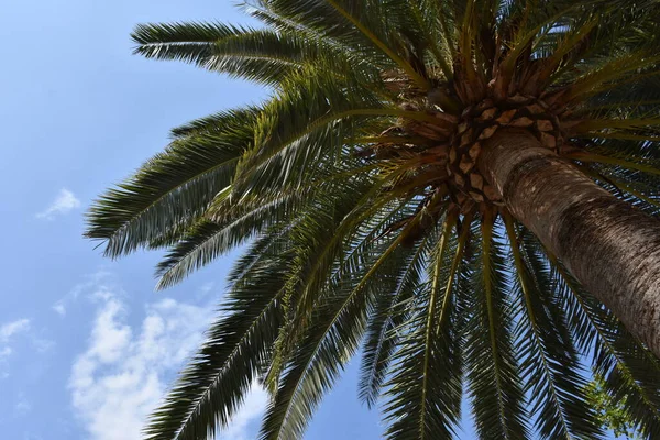 Gökyüzü Arka Planında Güzel Yeşil Palmiye Ağacı — Stok fotoğraf