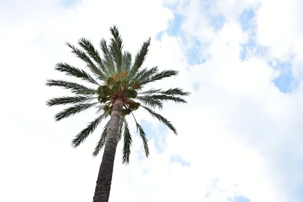 Vakkert Grønt Palmetre Himmelbakgrunn – stockfoto