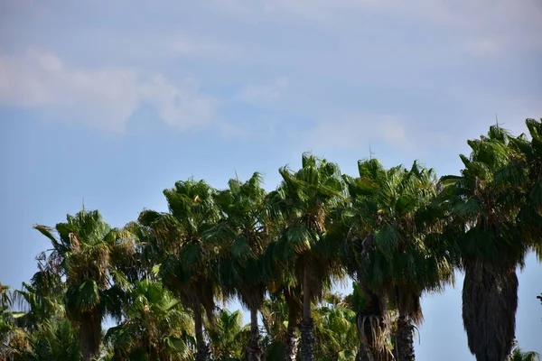 Bela Palmeira Verde Fundo Céu — Fotografia de Stock
