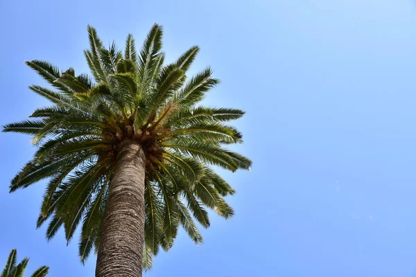 Hermosa Palmera Verde Fondo Del Cielo — Foto de Stock